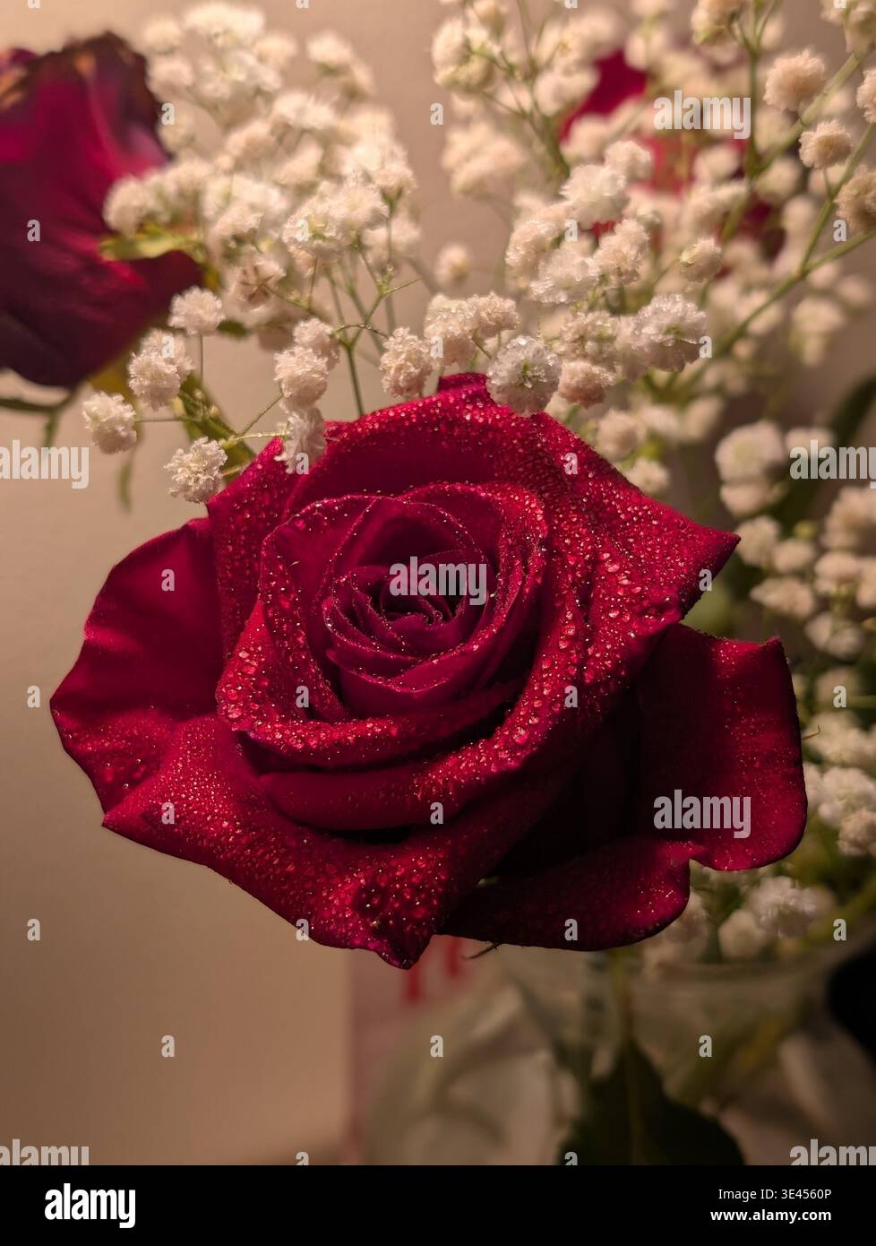 Red rose close up with water drops on the petals macro with blurred background, with white small flowers. - Smartphone Captured Stock Image