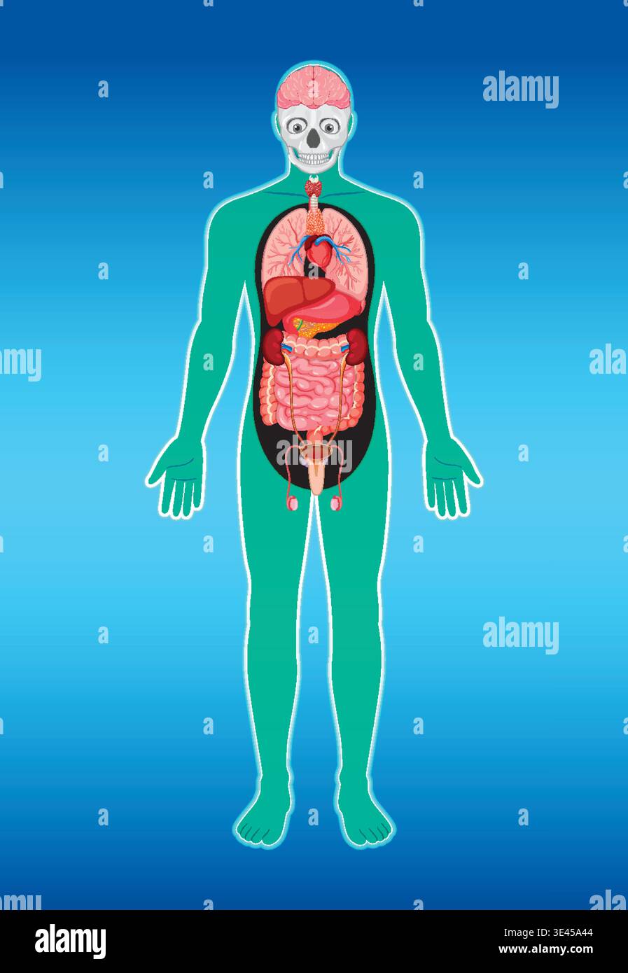 Colorful flat vector illustration of human anatomy with internal organs ...