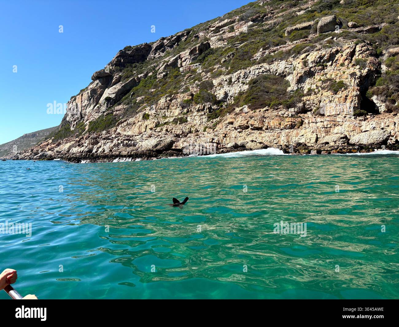 Cape Fur Seal Swimming in Clear Turquoise Water by Rocky Cliff at Robberg Nature Reserve South Africa - Smartphone Captured Stock Image