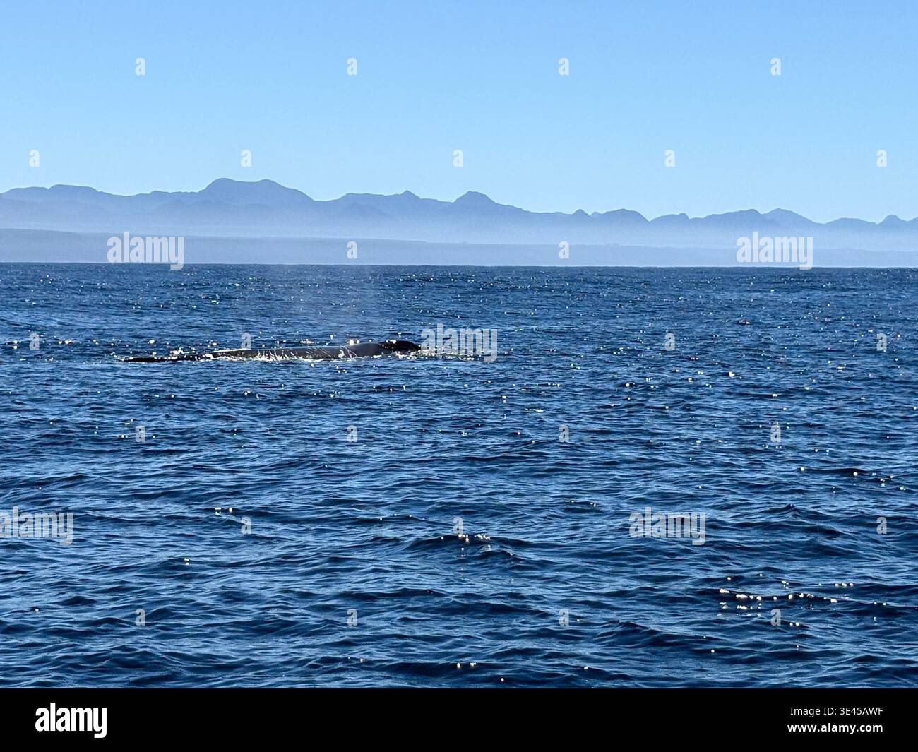 Humpback Whale Surfacing in Deep Blue Ocean with Mountain Silhouette - Smartphone Captured Stock Image
