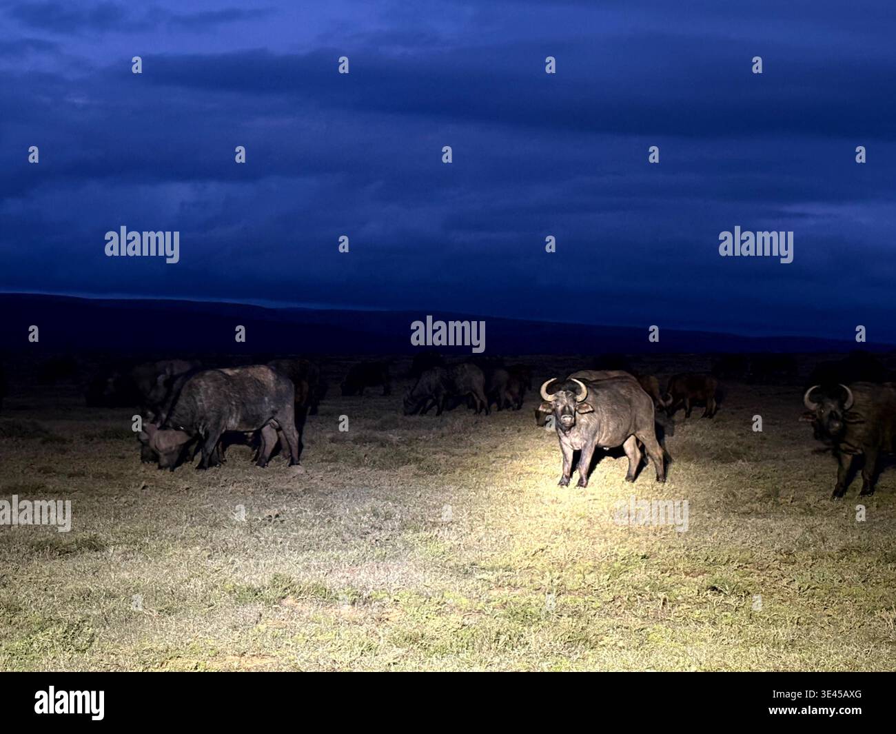 Herd of Cape Buffalo Illuminated at Night on Safari South Africa - Smartphone Captured Stock Image