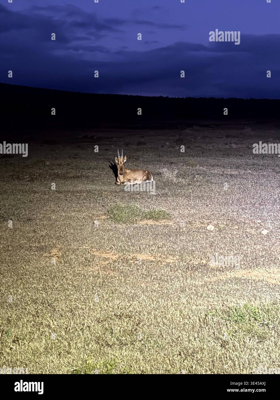 Resting Antelope Illuminated by Spotlight on Night Game Drive South Africa - Smartphone Captured Stock Image
