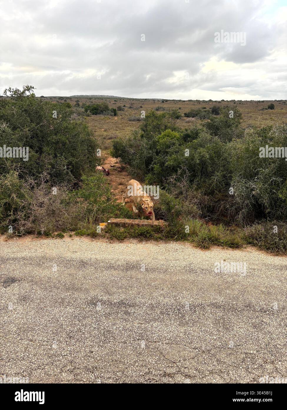 Lioness Crouching on Stone Wall at Roadside Addo National Park - Smartphone Captured Stock Image