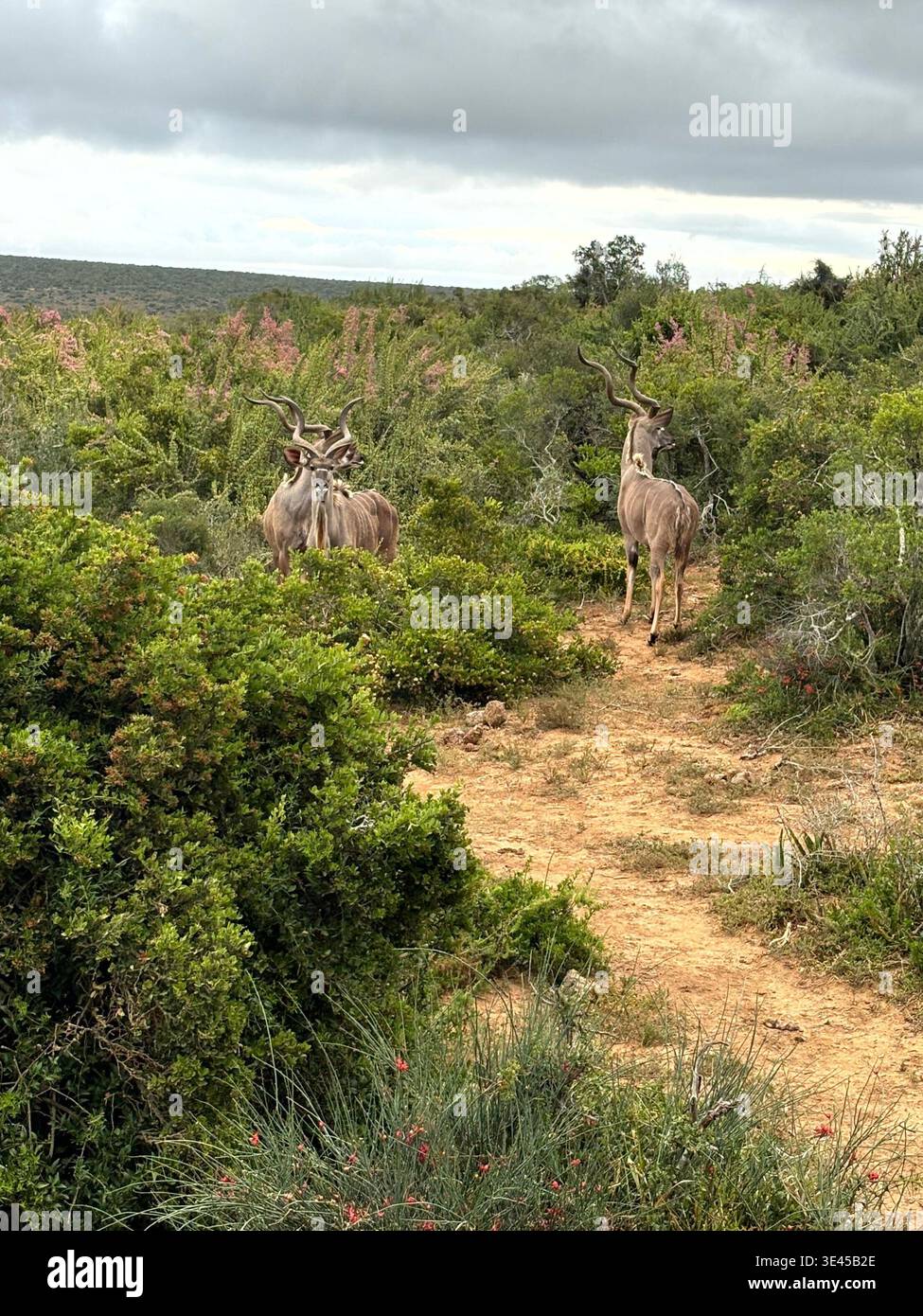 Two Male Kudu Antelope in Flowering Bush Addo National Park South Africa - Smartphone Captured Stock Image