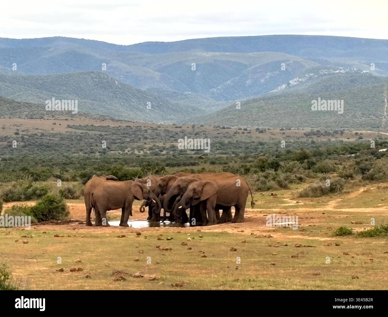 Elephant Herd Drinking at Waterhole with Mountain Backdrop Addo Park - Smartphone Captured Stock Image
