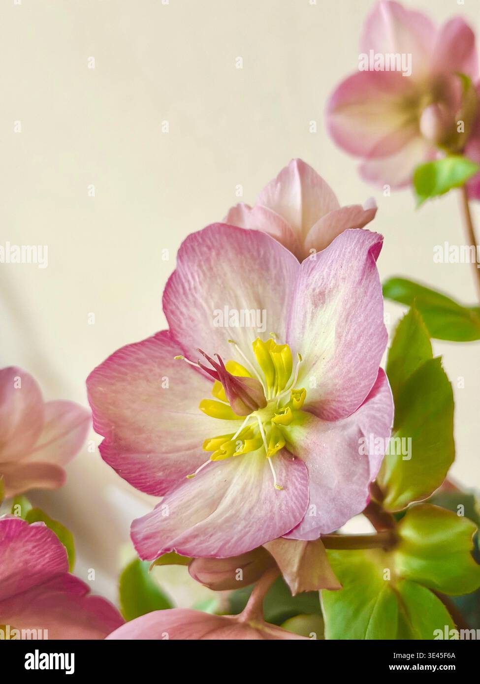 Soft Pink Blossom Macro with Yellow Center - Smartphone Captured Stock Image