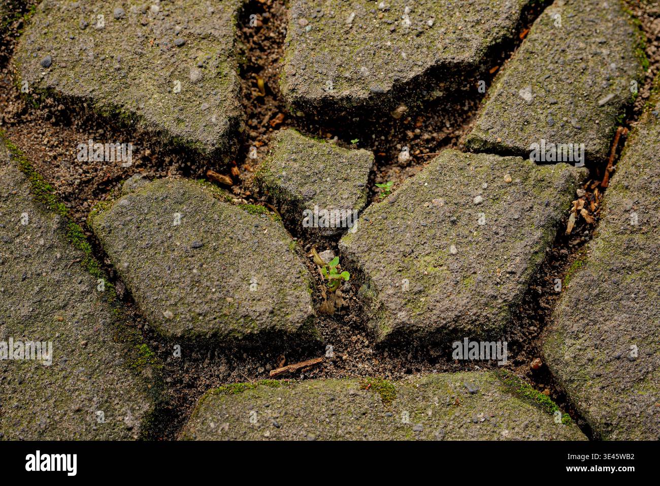 Cracked pavement reveals green shoots growing in the gaps between weathered concrete blocks Stock Photo