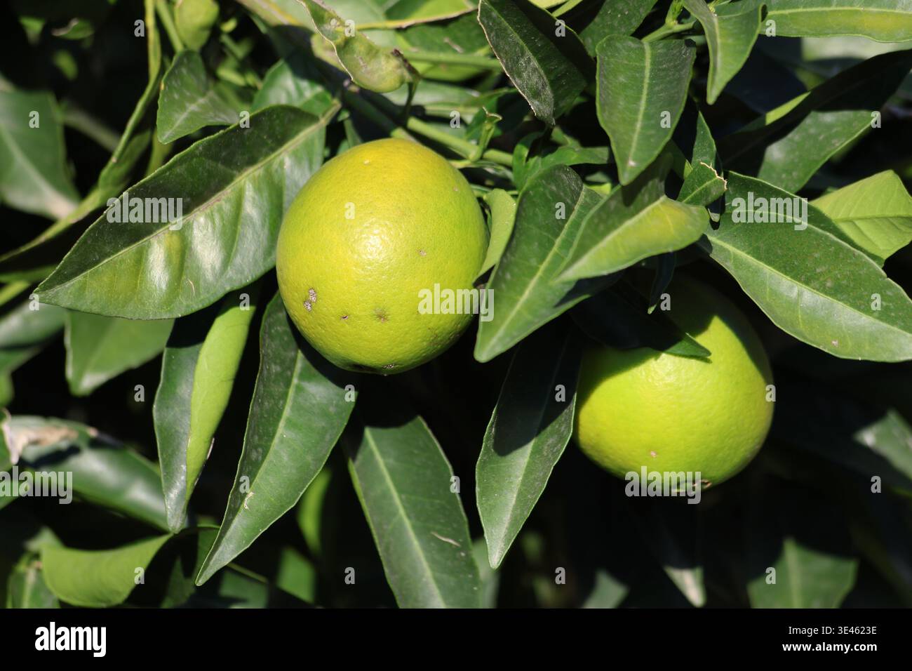 yellowing oranges on tree in september Stock Photo