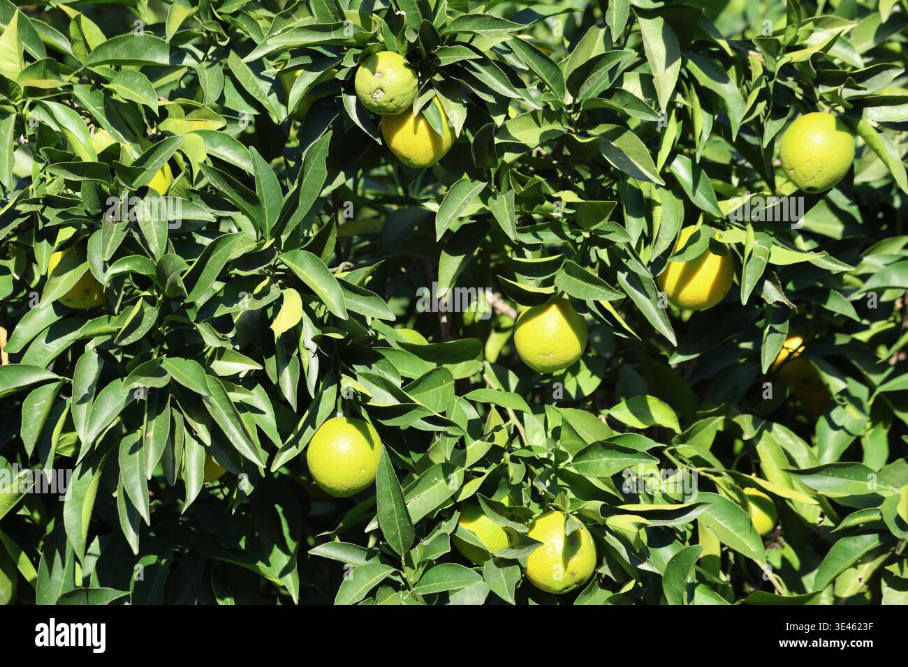 yellowing oranges on tree in september Stock Photo
