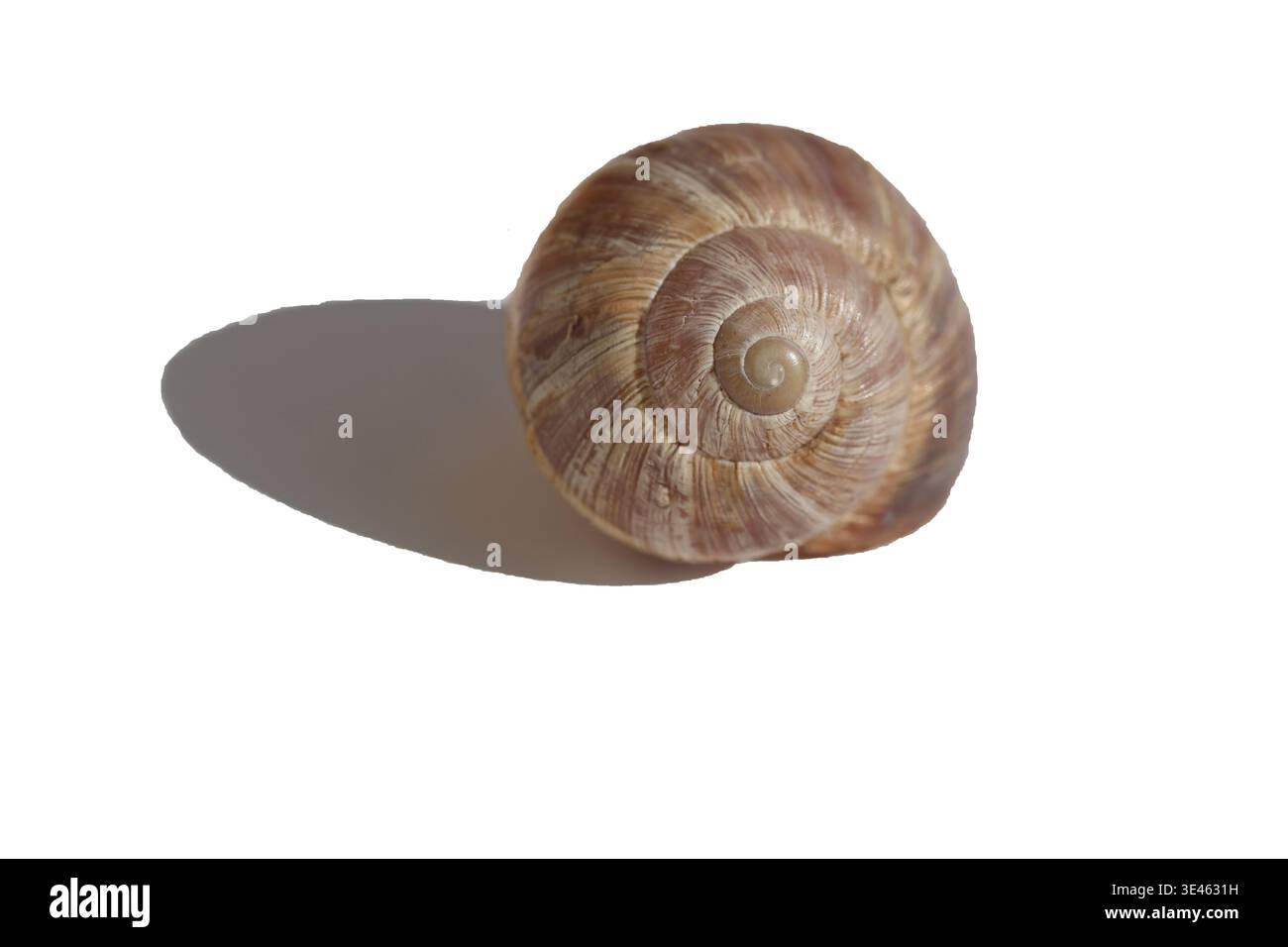 snail isolated on white background Stock Photo