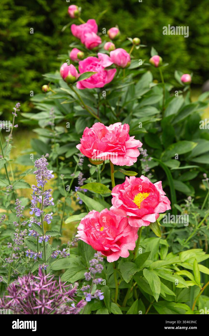 Pink peonies blooming in lush cottage garden, vertical floral scene ...
