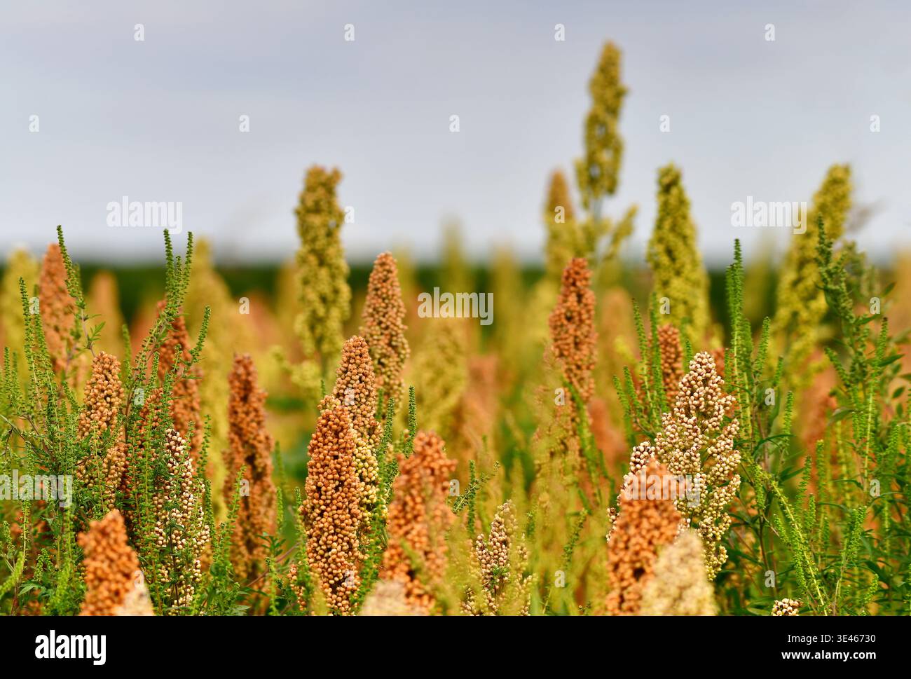 Close up view of Sorghum cultivation. Austria, Europe Stock Photo