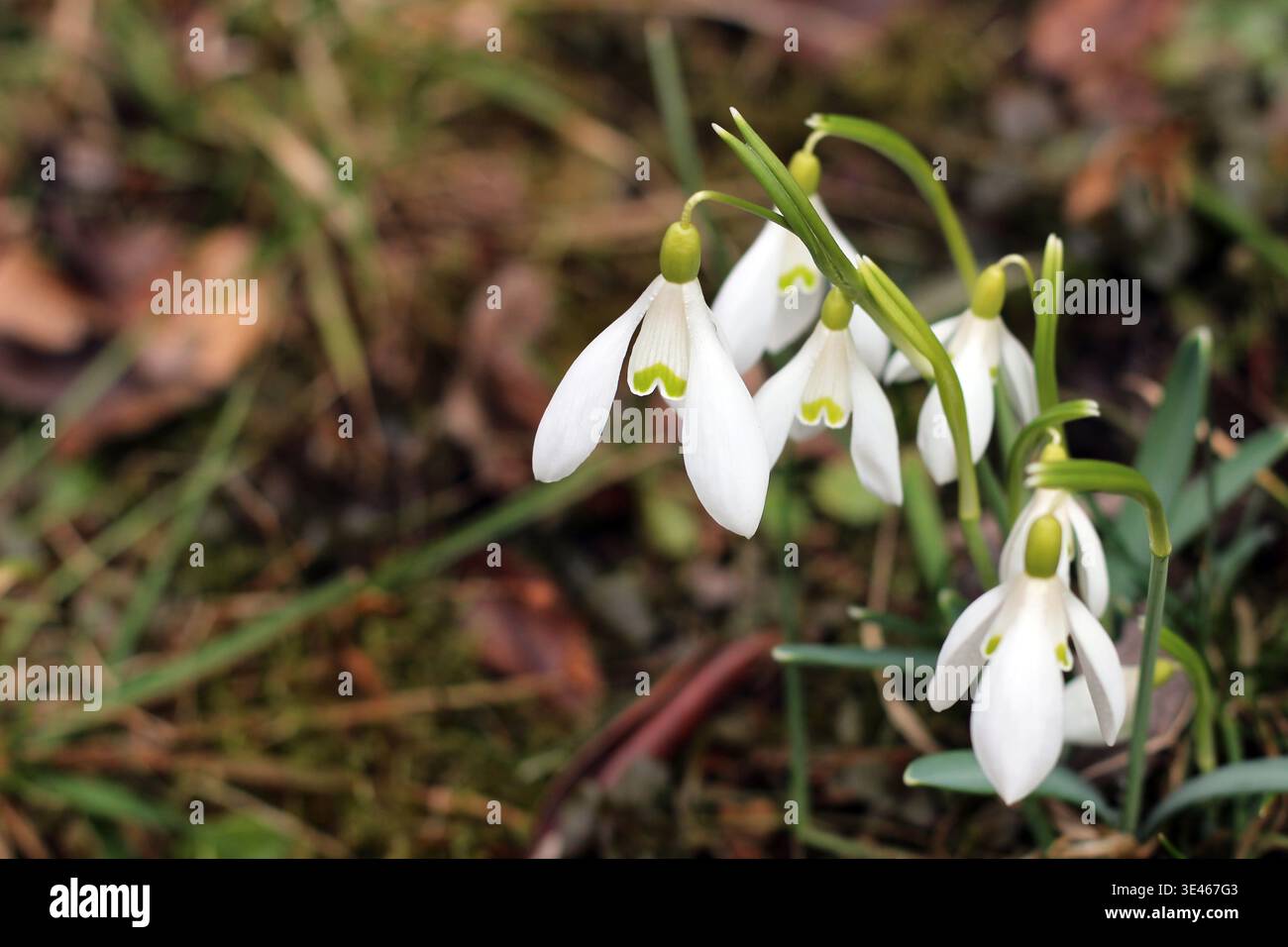 Blooming snowdrop flower Stock Photo