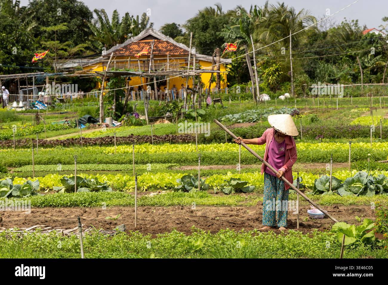 Vietnam, Quang Nam province, Hoi An, village of Tra Que is known for ...