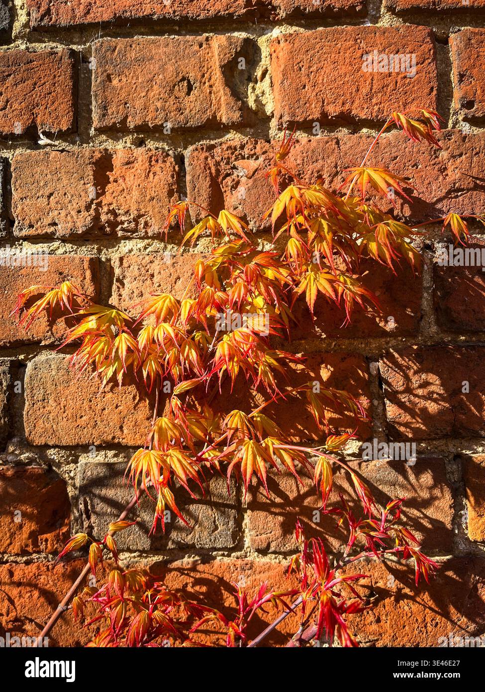 Acer palmatum Katsura Japanese maple with vibrant seasonal foliage in garden - Smartphone Captured Stock Image