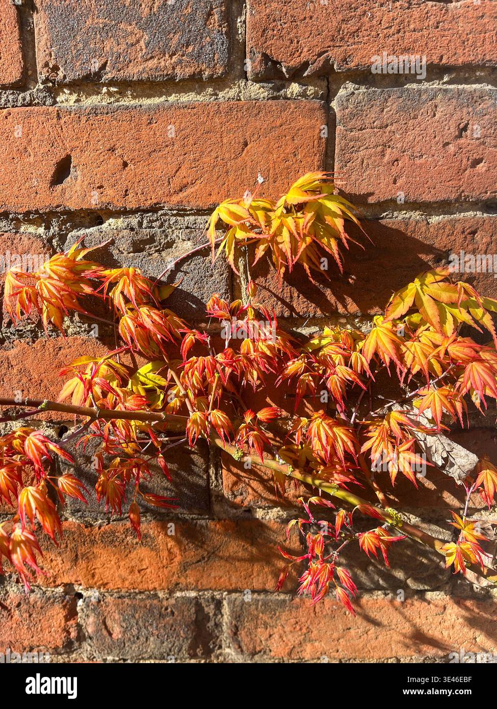 Acer palmatum Katsura Japanese maple with vibrant seasonal foliage in garden - Smartphone Captured Stock Image