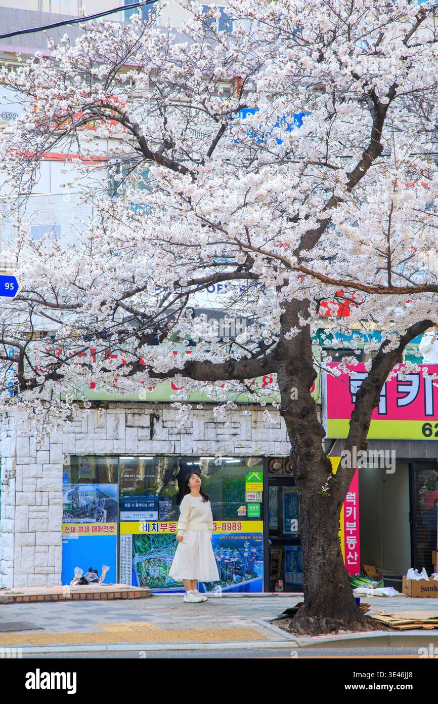 South Korea, Busan, Suyeong-gu, cherry blossoms Stock Photo