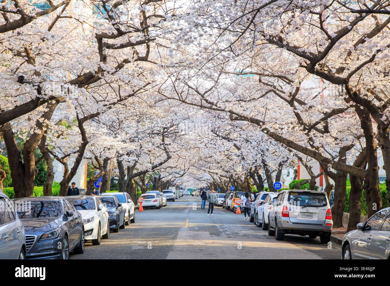 South Korea, Busan, Suyeong-gu, cherry blossoms Stock Photo