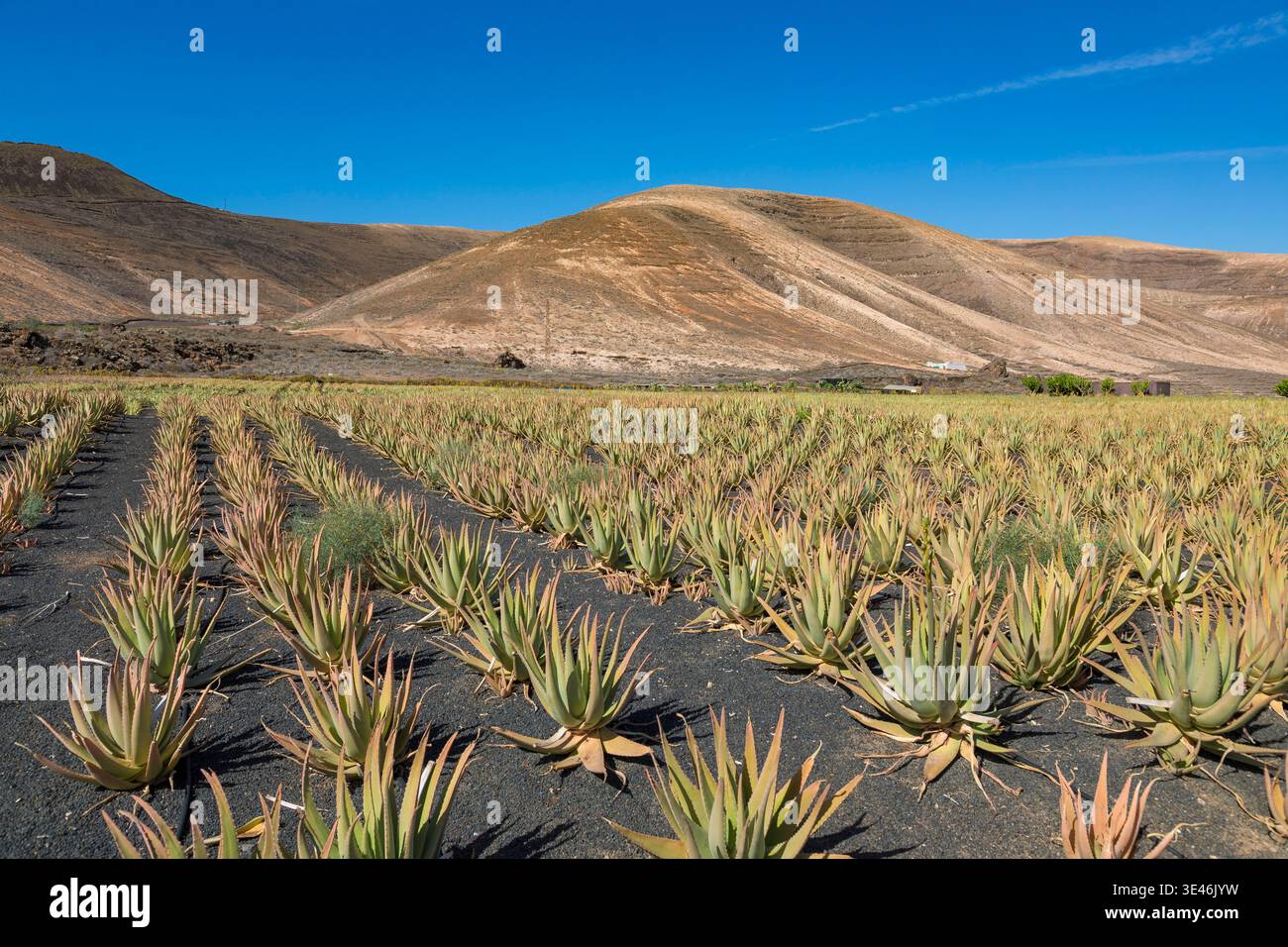 Largest aloe hi-res stock photography and images - Alamy
