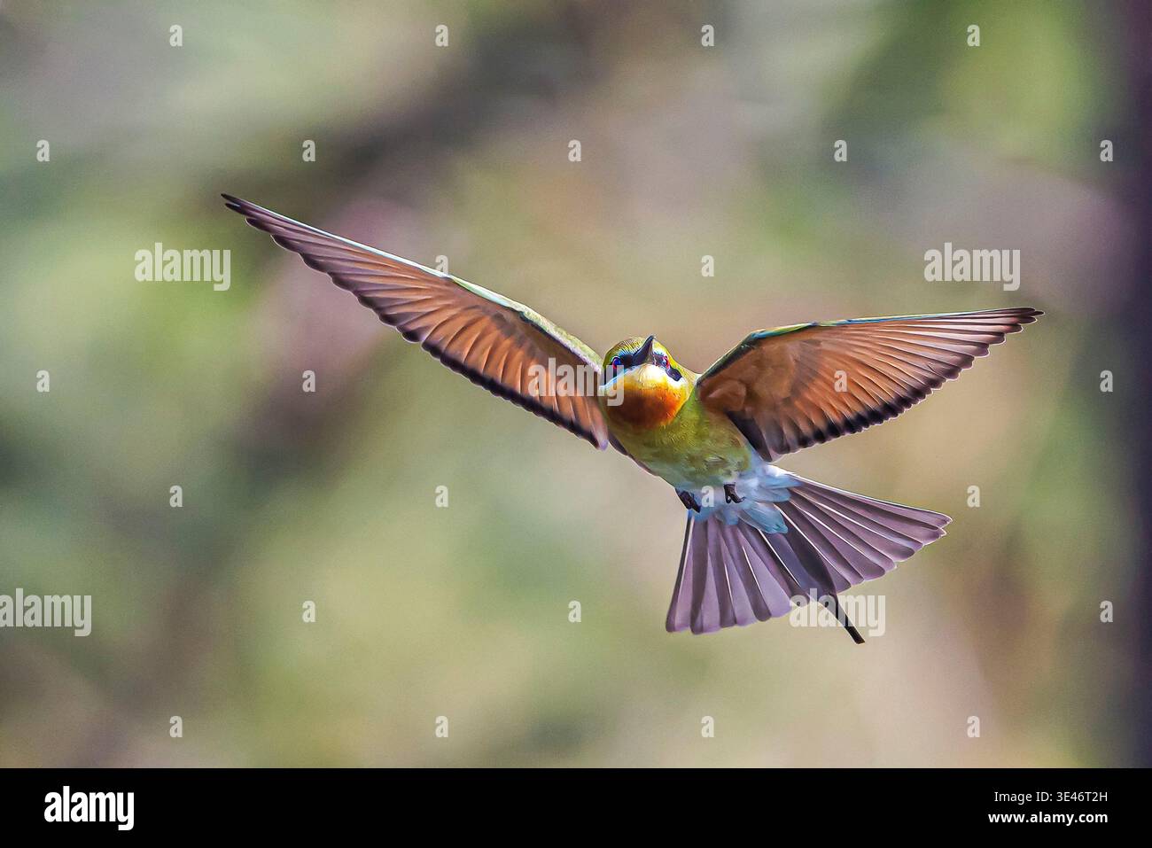 India, Kerala, Thottada, blue tailed bee eater (Merops philippinus) Stock Photo