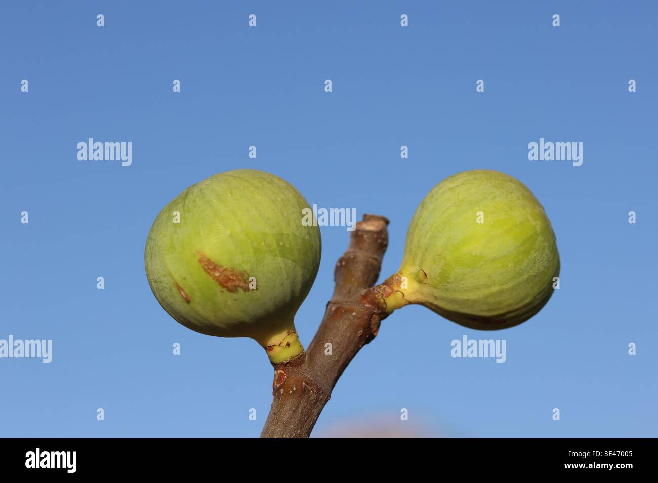 ripening fig fruits on the tree Stock Photo