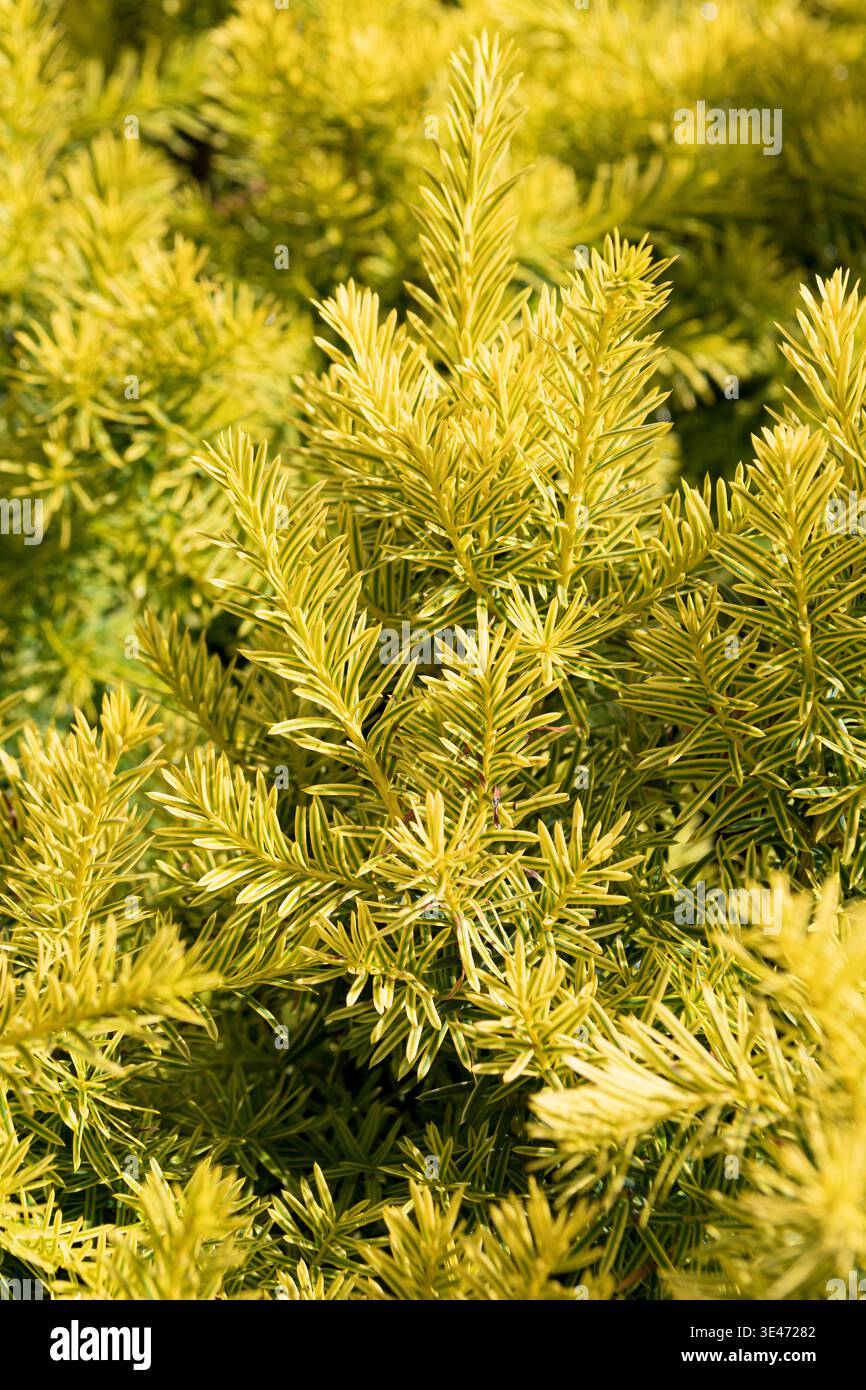 Pyramidal Taxus Japanese yew, pyramidal yew (Taxus cuspidata 'Dwarf Bright Gold', Taxus ...