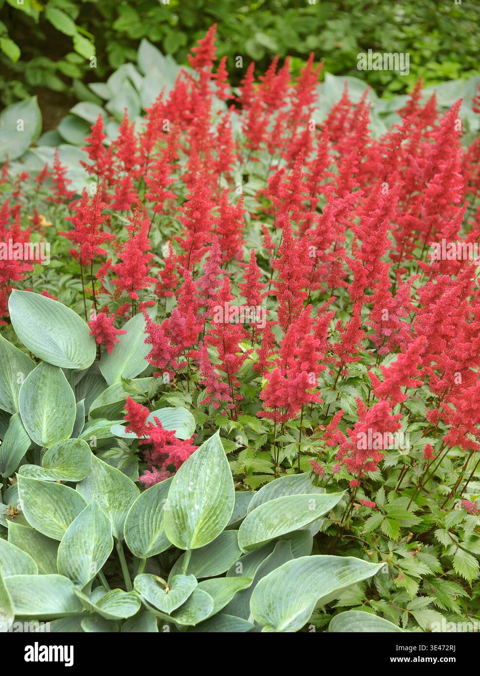 False goat's beard (Astilbe arendsii 'Fanal', Astilbe arendsii Fanal ...