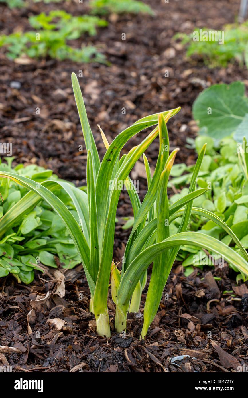 Elephant garlic growing in soil hi-res stock photography and images - Alamy