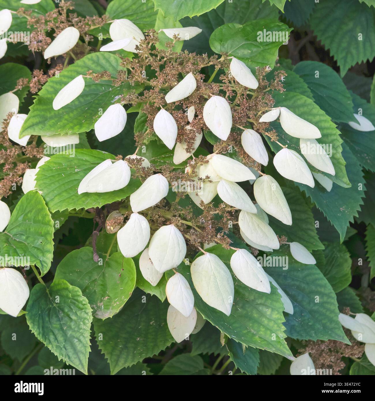Japanese hydrangea vine (Schizophragma hydrangeoides, Hydrangea hydrangeoides), inflorescence Stock Photo