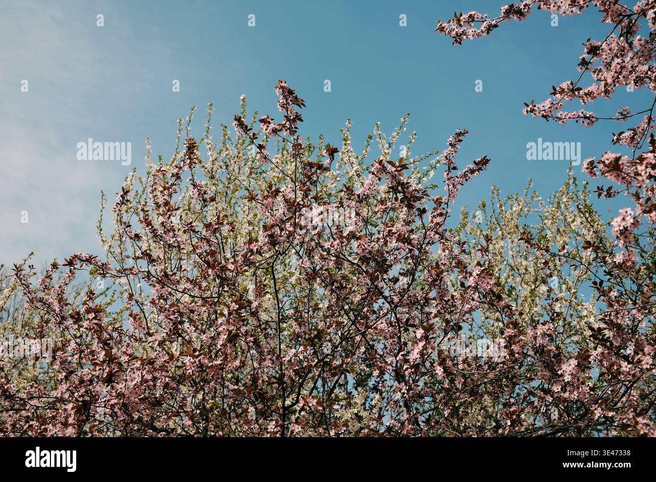 Blooming white and pink cherry plum branches against blue sky, perfect for seasonal advertising, nature backgrounds, eco branding and springtime Stock Photo
