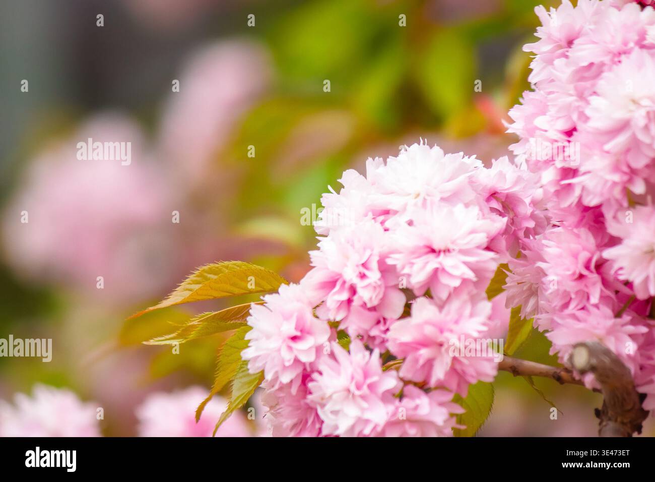 beautiful pink sakura blossom background. japanese cherry tree in spring full bloom. fresh nature picture on april sunny day. hanami season. closeup v Stock Photo