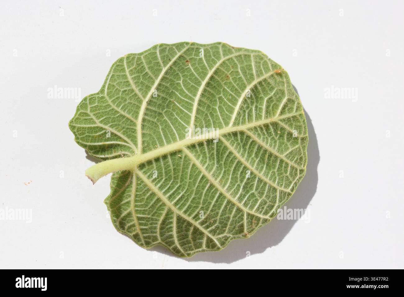 close up of fig tree leaf isolated on white Stock Photo