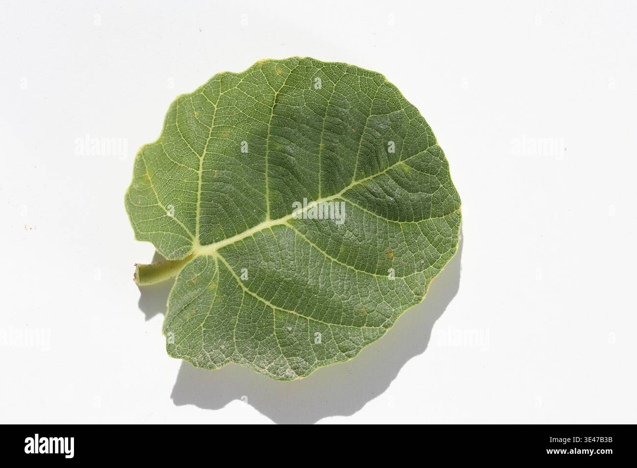 close up of fig tree leaf isolated on white Stock Photo