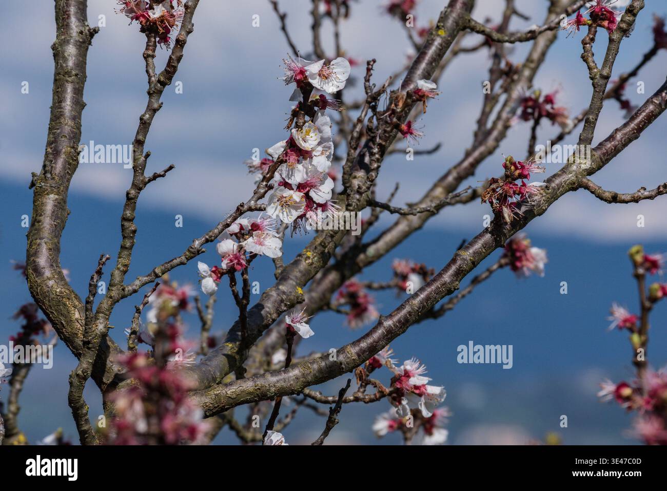 Peach flowers blooming on a tree Stock Photo