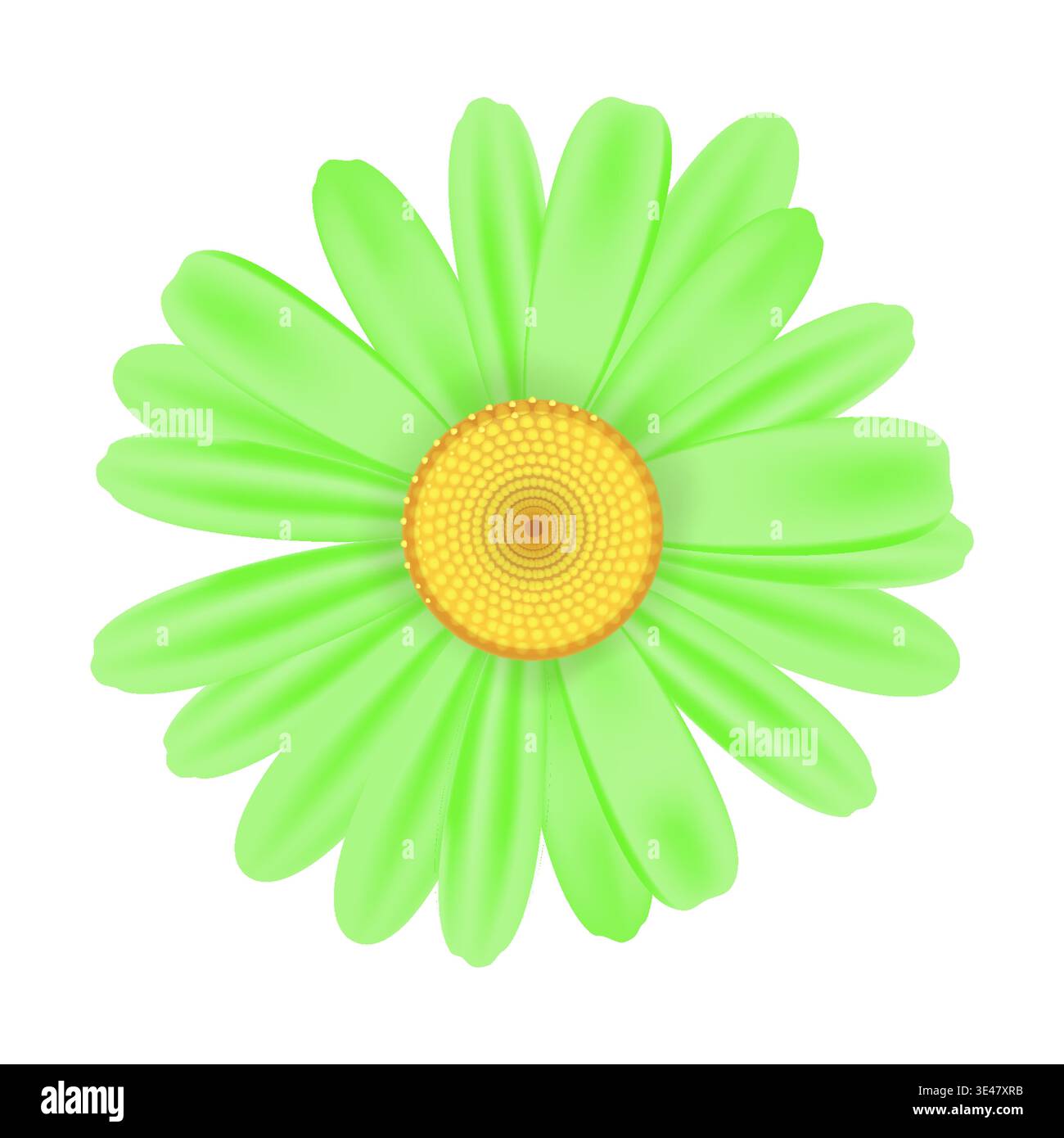 Realistic chamomile daisy flower icon Stock Vector
