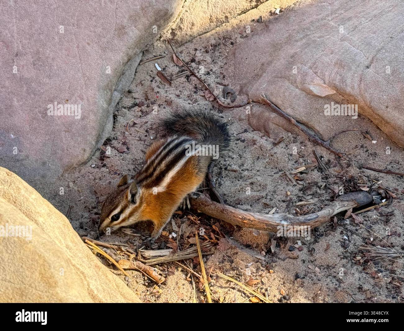 Chipmunk sitting on sunlit rock at Grand Canyon edge, with dramatic layered cliffs in the background, Arizona, USA. - Smartphone Captured Stock Image