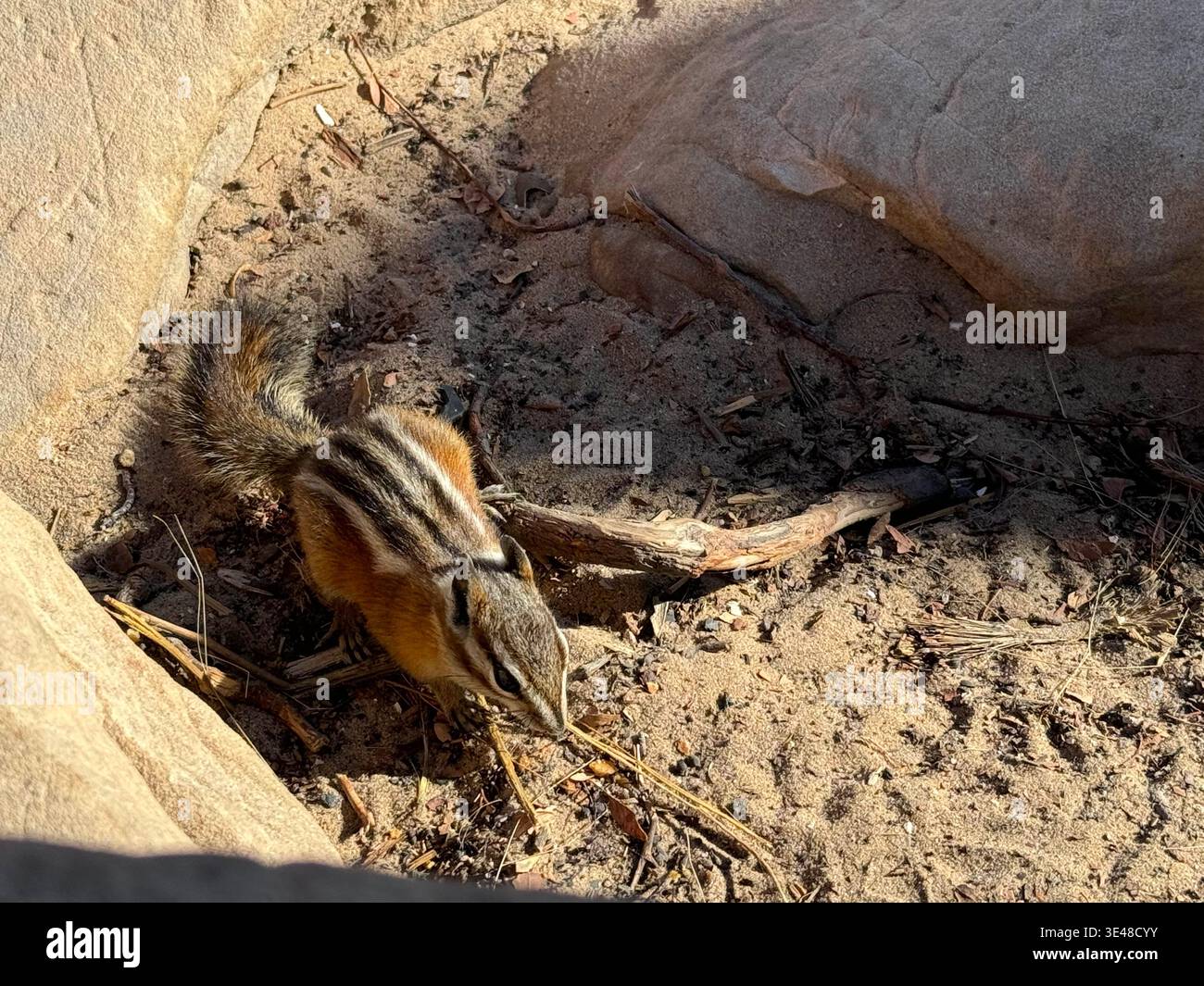 Chipmunk sitting on sunlit rock at Grand Canyon edge, with dramatic layered cliffs in the background, Arizona, USA. - Smartphone Captured Stock Image