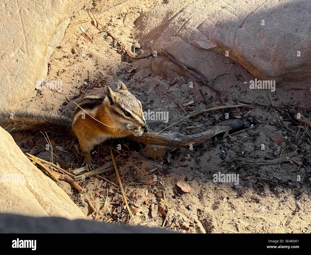 Chipmunk sitting on sunlit rock at Grand Canyon edge, with dramatic layered cliffs in the background, Arizona, USA. - Smartphone Captured Stock Image