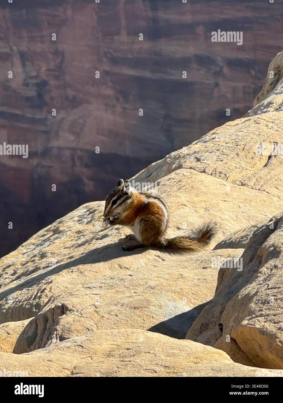 Chipmunk sitting on sunlit rock at Grand Canyon edge, with dramatic layered cliffs in the background, Arizona, USA. - Smartphone Captured Stock Image