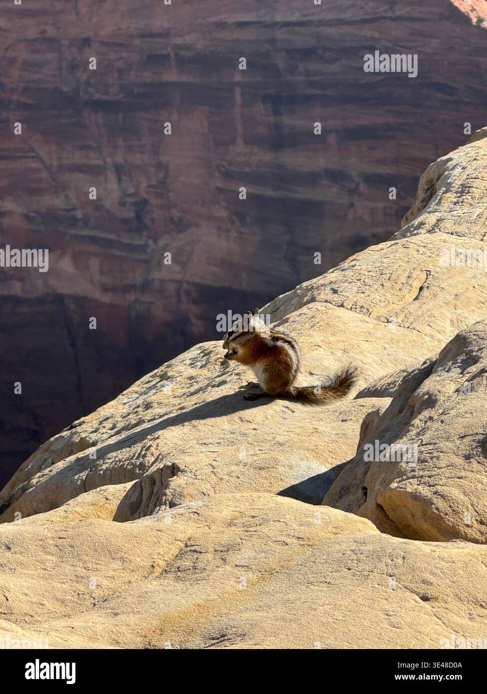 Chipmunk sitting on sunlit rock at Grand Canyon edge, with dramatic layered cliffs in the background, Arizona, USA. - Smartphone Captured Stock Image