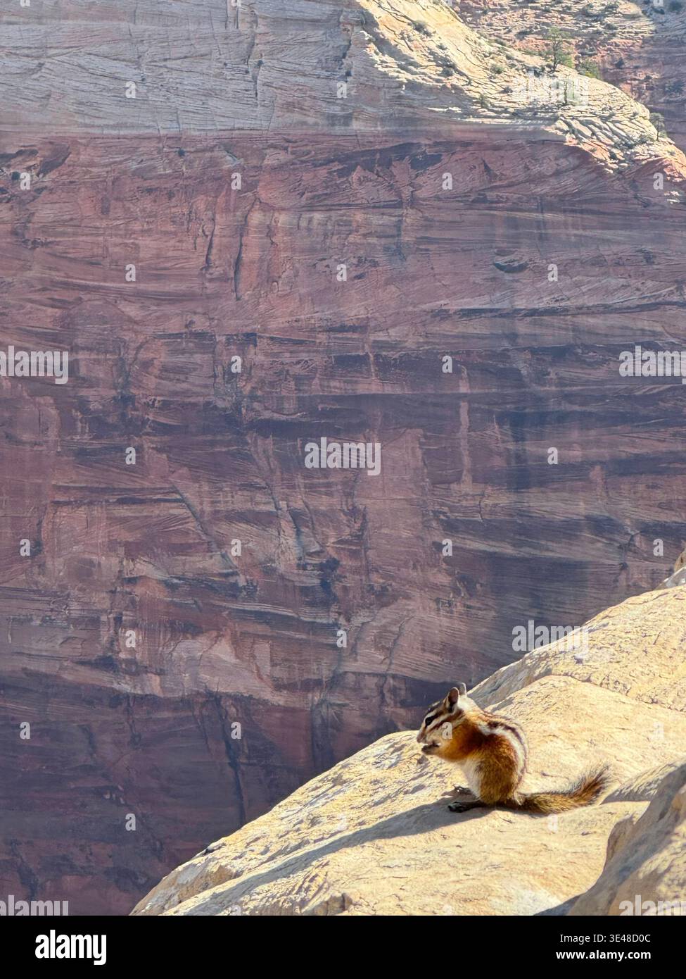 Chipmunk sitting on sunlit rock at Grand Canyon edge, with dramatic layered cliffs in the background, Arizona, USA. - Smartphone Captured Stock Image