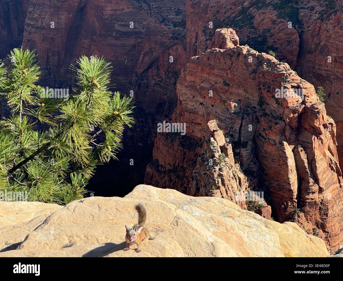 Chipmunk on rocky cliff edge with pine tree and dramatic canyon landscape, Grand Canyon National Park, Arizona, USA - Smartphone Captured Stock Image