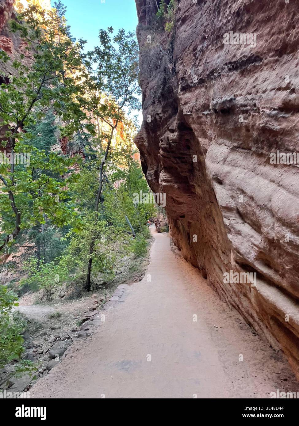 Narrow hiking trail along towering sandstone wall with trees and soft light, Zion National Park, Utah, USA - Smartphone Captured Stock Image