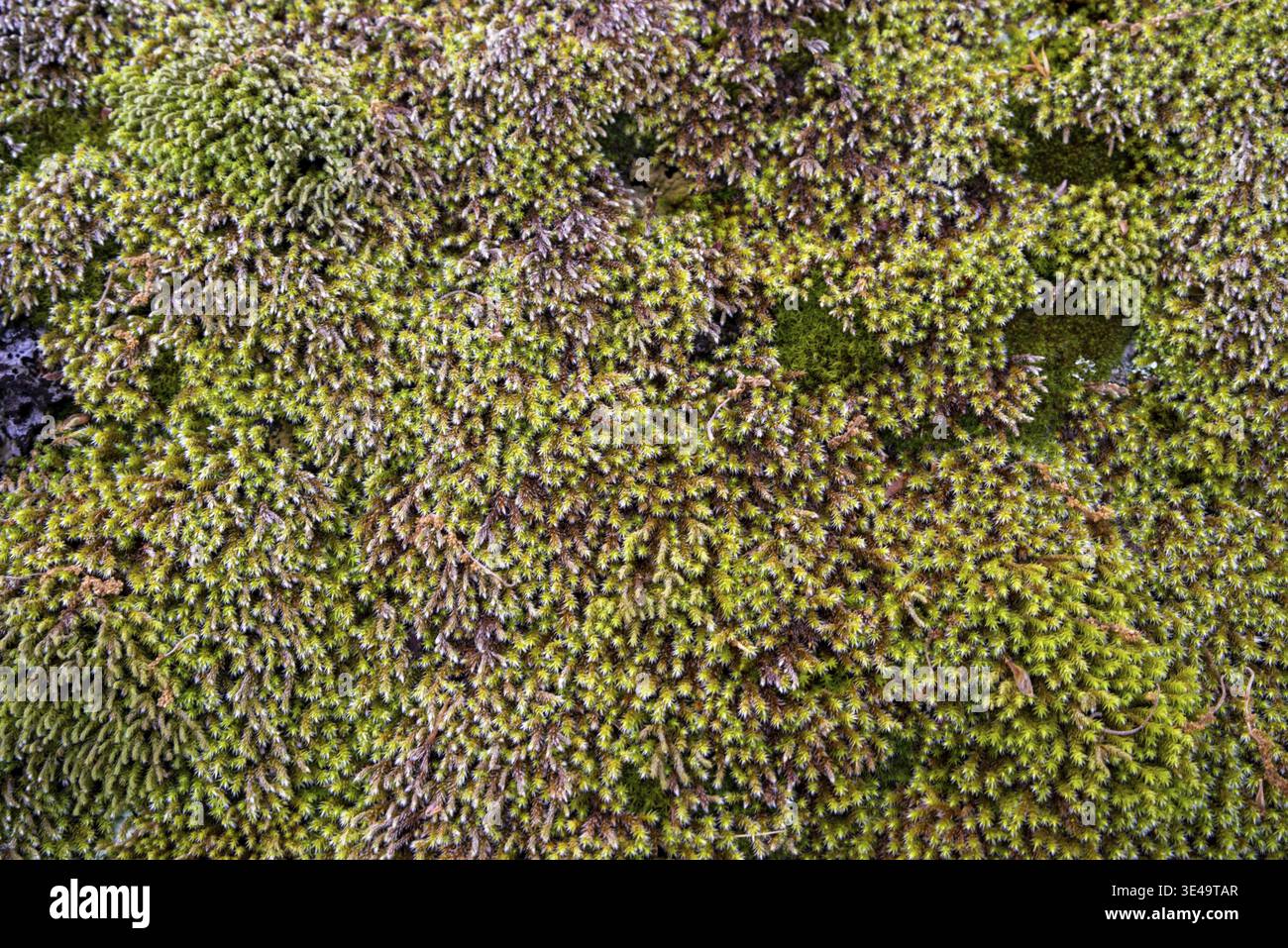 Green moss growing densely creating a vibrant natural texture Stock Photo