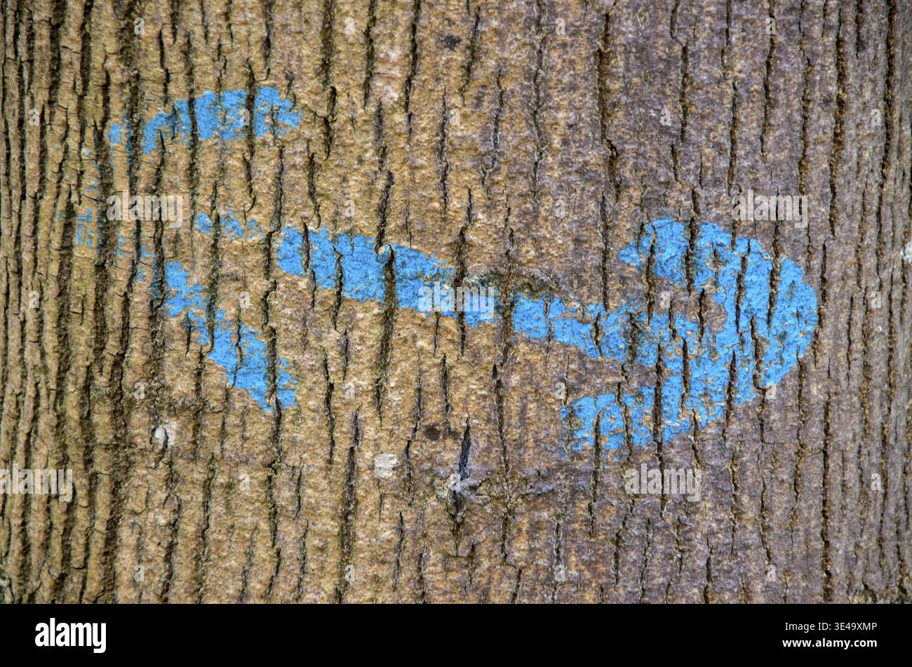 Blue painted arrow marking a walking path on a textured tree trunk Stock Photo
