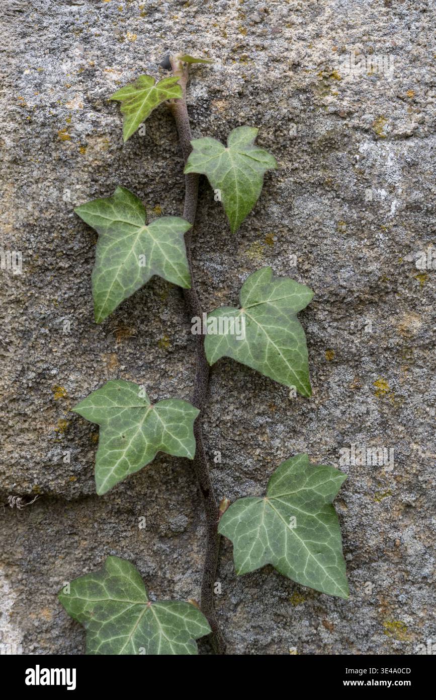 Ivy vine growing vertically on a textured concrete wall, showing fresh green leaves Stock Photo