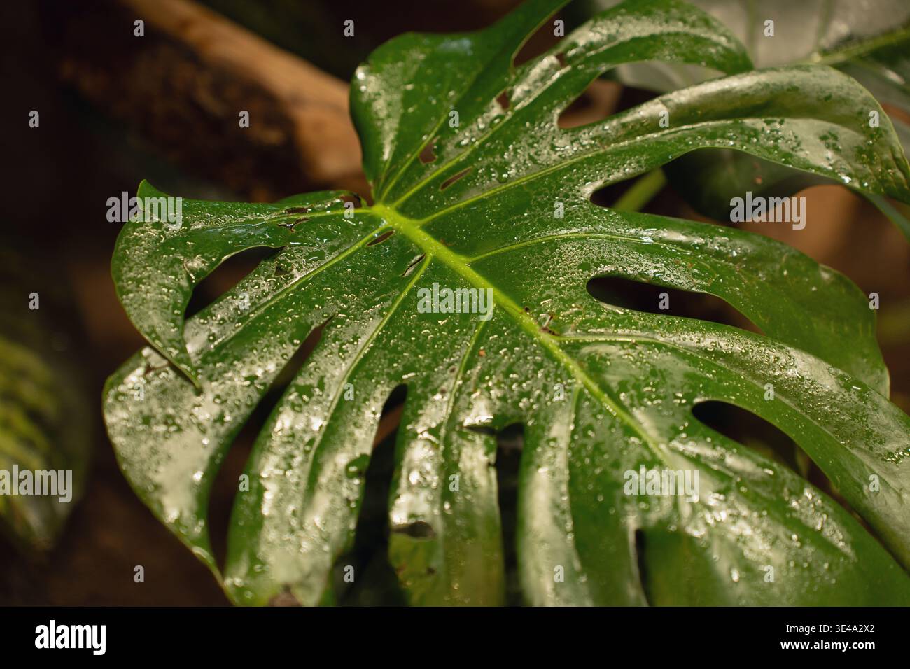 Leaf fenestrations hi-res stock photography and images - Alamy