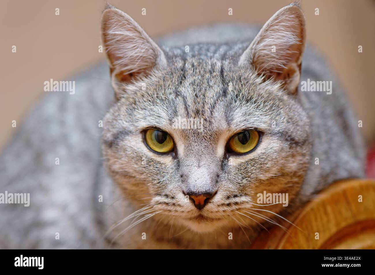 Grey cat looking at camera Stock Photo