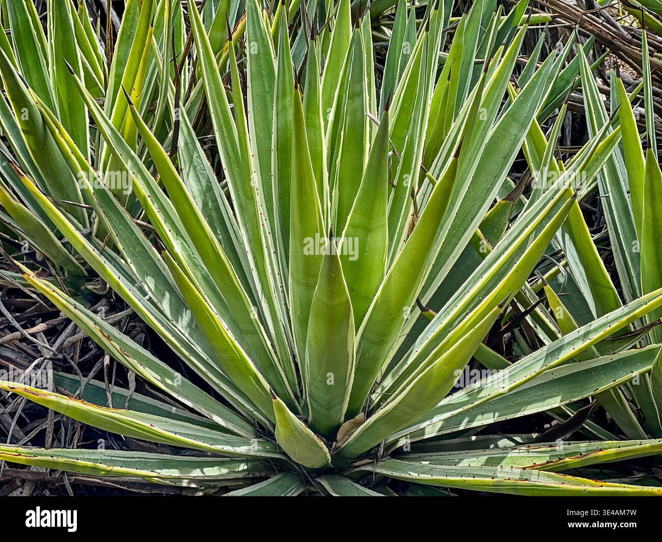 A succulent desert cactus shows leaves glowing in the sun that radiate from the center. Stock Photo