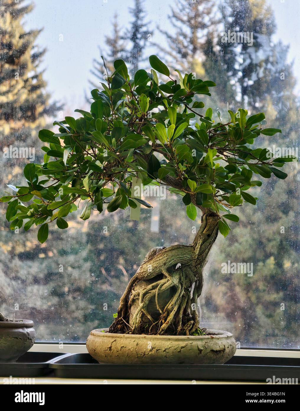 panda bonsai 4 Ft Artificial Panda Bonsai Trio – Decorative Fake Trees – Luxiplant